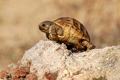 Schlüpfling einer Maurischen Landschildkröte (Testudo graeca)