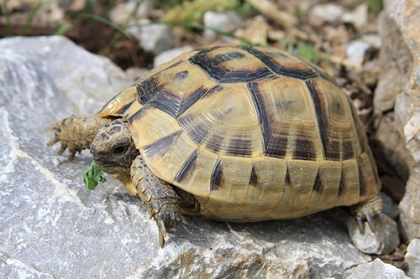 Siebenjährige, weibliche Eurasische Landschildkröte (Testudo graeca ibera)