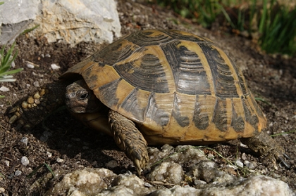 Kräftige Färbung einer Griechischen Landschildkröte (Testudo hermanni boettgeri) © Dominik Müller