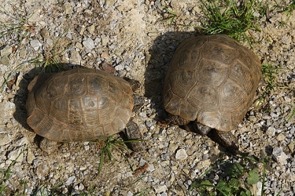 Pärchen der Eurasischen Landschildkröte (Testudo graeca ibera), links Männchen, rechts Weibchen