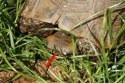 Typische Plastralverdickung der Eurasischen Landschildkröte (Testudo graeca ibera)