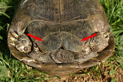 Schwanzbereich einer Eurasischen Landschildkröte (Testudo graeca ibera)