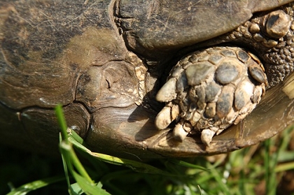 Hüftbereich (Inguinalbereich) einer Eurasischen Landschildkröte (Testudo graeca ibera)