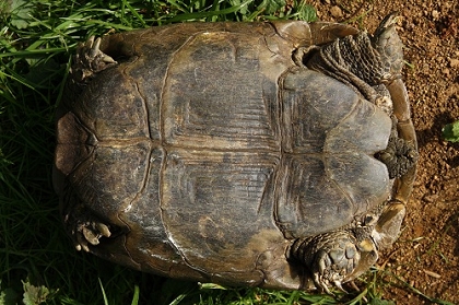 Bauchansicht (Ventralansicht) einer weiblichen Eurasischen Landschildkröte (Testudo graeca ibera)