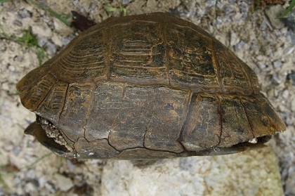 Seitliche (laterale) Ansicht einer Eurasischen Landschildkröte (Testudo graeca ibera)