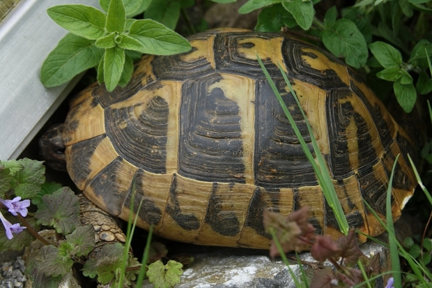 Seitenansicht einer weiblichen Griechischen Landschildkröte (Testudo hermanni boettgeri) © Dominik Müller