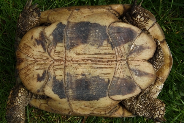 Bauchansicht einer weiblichen Griechischen Landschildkröte (Testudo hermanni boettgeri) © Dominik Müller