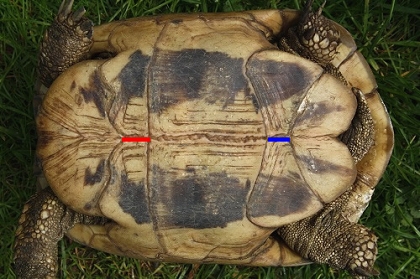 Plastralansicht einer weiblichen Griechischen Landschildkröte (Testudo hermanni boettgeri)