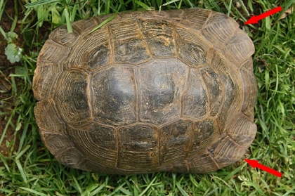 Rückenansicht (Dorsalansicht) einer männlichen Eurasischen Landschildkröte (Testudo graeca ibera)