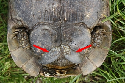 Schwanzbereich einer männlichen Eurasischen Landschildkröte (Testudo graeca ibera)