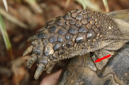 Vordergliedmaßen einer Eurasischen Landschildkröte (Testudo graeca ibera)