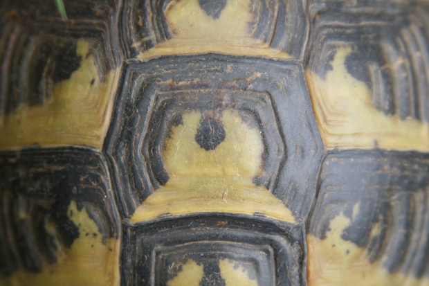 Wirbelschild der Griechischen Landschildkröte (Testudo hermanni boettgeri) © Dominik Müller
