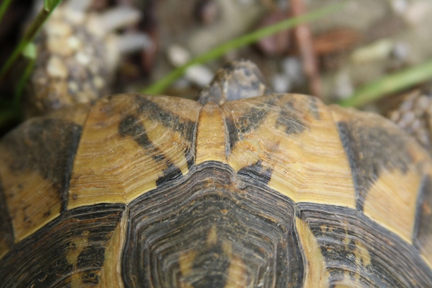 Nackenschild der Griechischen Landschildkröte (Testudo hermanni boettgeri) © Dominik Müller