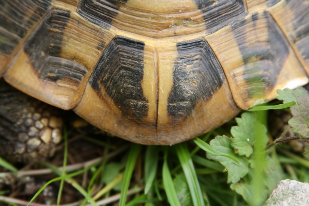 Geteiltes Schwanzschild einer Griechischen Landschildkröte (Testudo hermanni boettgeri) © Dominik Müller