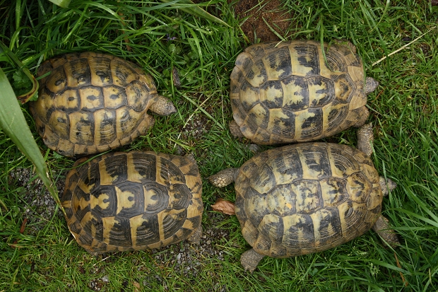 Vergleich der Geschlechter der Griechischen Landschildkröte (Testudo hermanni boettgeri), Männchen befindet sich oben links © Dominik Müller