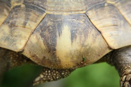 Ungeteiltes Schwanzschild einer Griechischen Landschildkröte (Testudo hermanni boettgeri) © Dominik Müller
