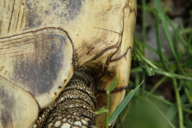 Hüftschild der Griechischen Landschildkröte (Testudo hermanni boettgeri) © Dominik Müller