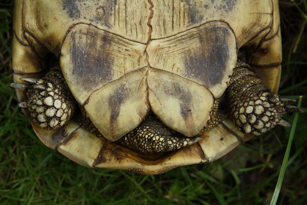 Afterschilde einer weiblichen Griechischen Landschildkröte (Testudo hermanni boettgeri) © Dominik Müller
