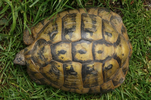 Rückenansicht einer männlichen Griechischen Landschildkröte (Testudo hermanni boettgeri) © Dominik Müller
