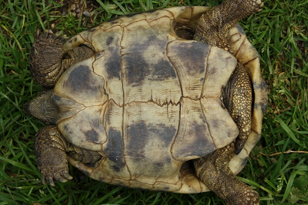 Bauchansicht einer männlichen Griechischen Landschildkröte (Testudo hermanni boettgeri) © Dominik Müller