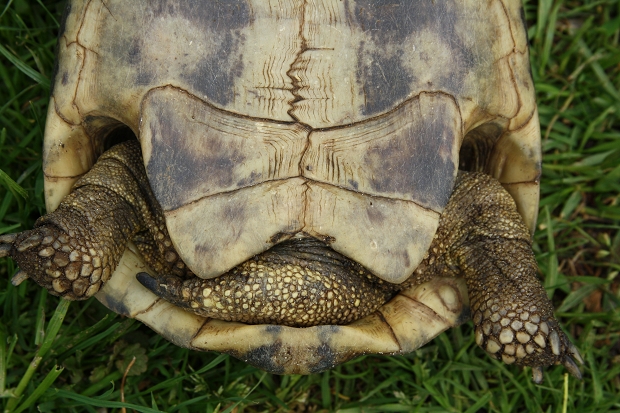 Afterschilde einer männlichen Griechischen Landschildkröte (Testudo hermanni boettgeri) © Dominik Müller