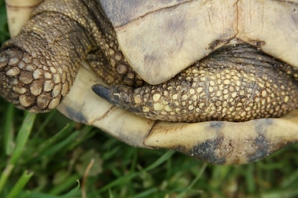 Verhornter Schenkelbereich der Griechischen Landschildkröte (Testudo hermanni boettgeri)