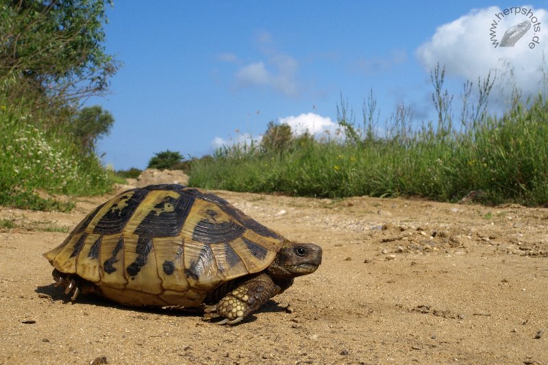 Griechische Landschildkröte (Testudo hermanni boettgeri) im natürlichen Lebensraum auf Korfu © S. Schmidt und A. Mohr, http://www.herpshots.de