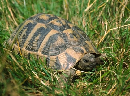 Dalmatinische Landschildkröte durchquert grasiges Gebiet im Biotop