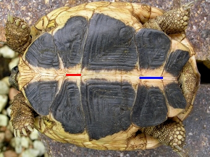 Bauchansicht (Ventralansicht) einer männlichen Italienischen Landschildkröte (Testudo hermanni hermanni)