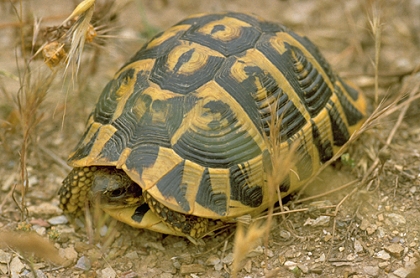Weibliche Italienische Landschildkröte (Testudo hermanni hermanni) im natürlichen Lebensraum