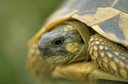 Typischer Wangenfleck der Italienischen Landschildkröte