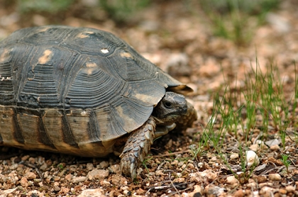 Breitrandschildkröte (Testudo marginata) im natürlichen Habitat in Griechenland