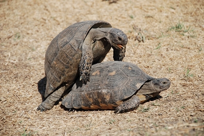 Testudo marginata (Breitrandschildkröte) bei der Paarung