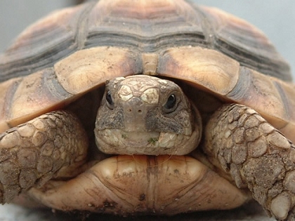 Kopfportrait einer Breitrandschildkröte (Testudo marginata)