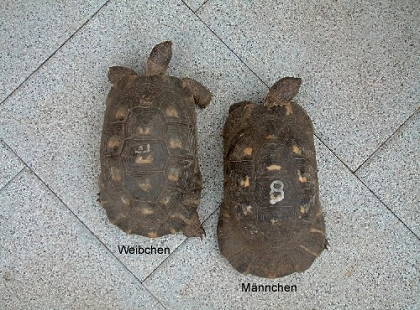 Breitrandschildkröten (Testudo marginata), Rückenansicht