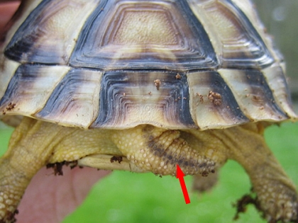 Der typische Schwanzstreifen der Breitrandschildkröte (Testudo marginata)