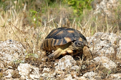 Weibliche Breitrandschildkröte (Testudo marginata) im natürlichen Lebensraum