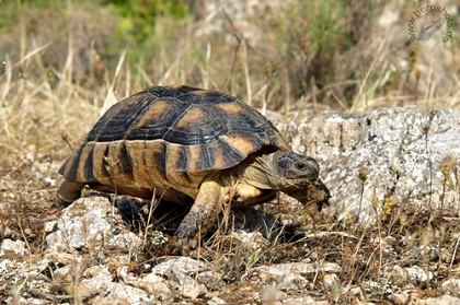 Weibliche Breitrandschildkröte (Testudo marginata) im natürlichen Lebensraum