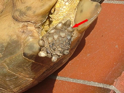 Der typische Hinterfußsporn der Breitrandschildkröte (Testudo marginata)