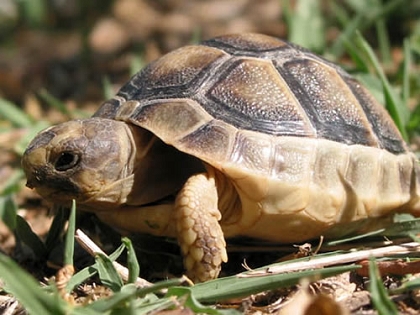 Junge Breitrandschildkröte (Testudo marginata) im natürlichen Lebensraum auf Sardinien