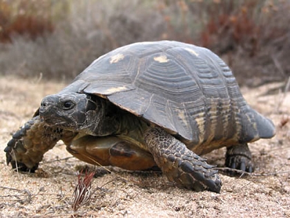 Männliche Breitrandschildkröte (Testudo marginata) im natürlichen Lebensraum auf Sardinien