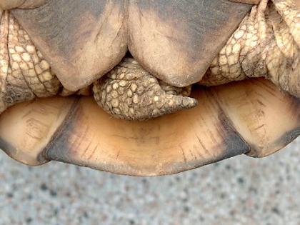 Schwanzbereich einer Breitrandschildkröte (Testudo marginata)